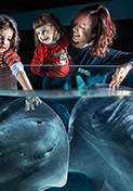 Biglietti d'ingresso all'Acquario di Cattolica